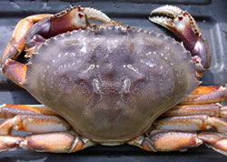 crab_photo